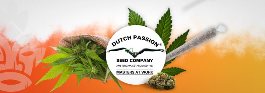 DUTCH PASSION